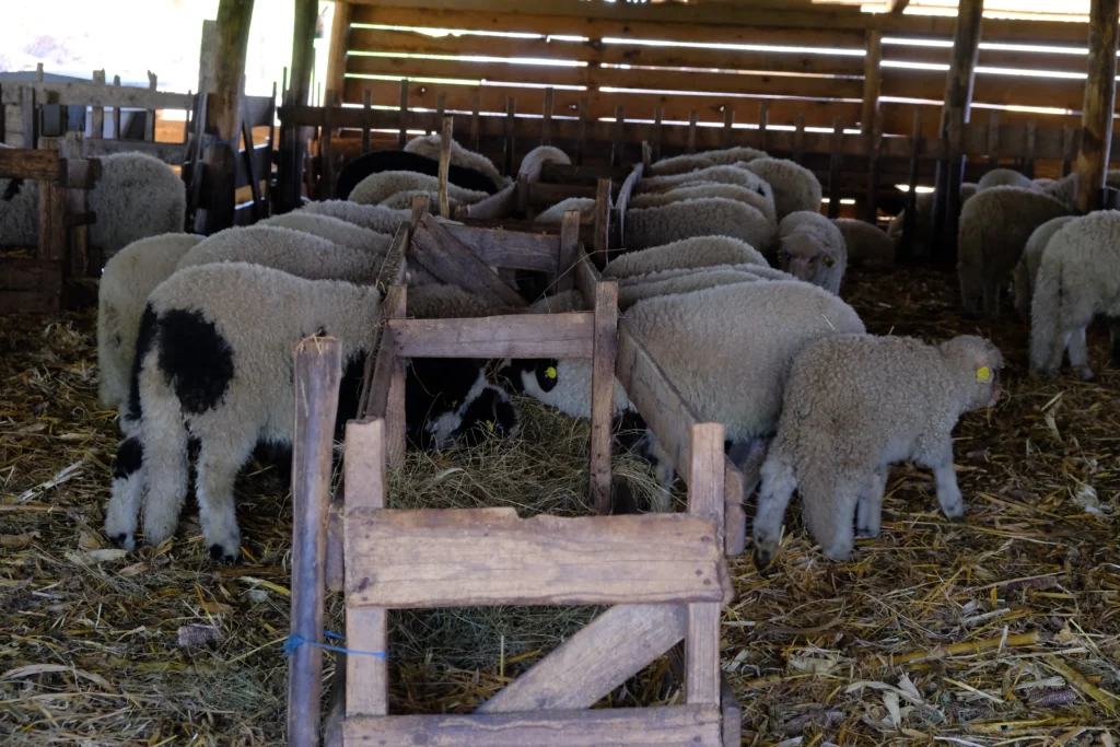 Dobrotă Costică, crescător de oi