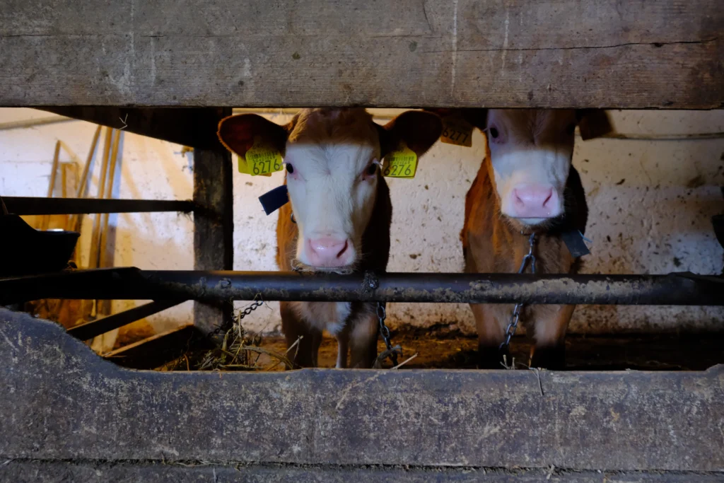 Liga Nicoleta, crescător de animale