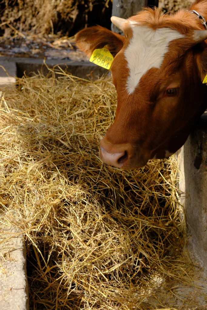 Liga Nicoleta, crescător de animale