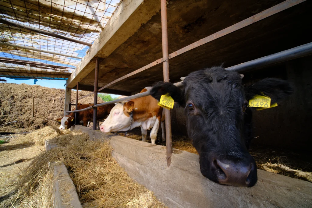 Liga Nicoleta, crescător de animale