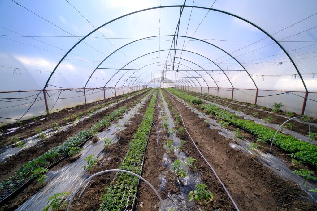 Popa Paula Iosana, producător agricol