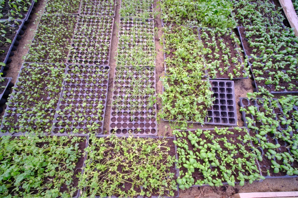 Popa Paula Iosana, producător agricol