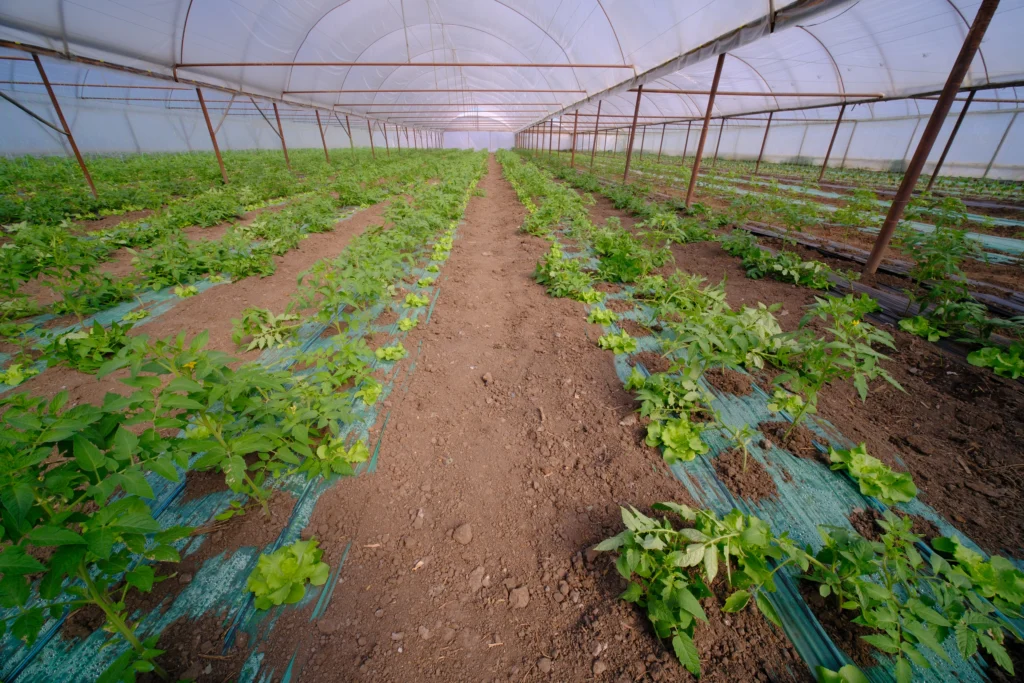 Bodnar Anamaria, cultivator legume
