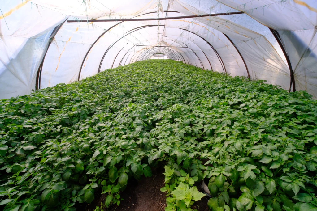 Bodnar Anamaria, cultivator legume
