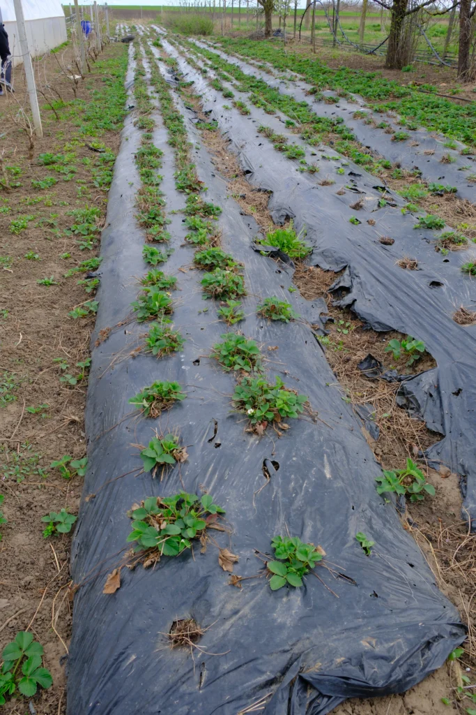 Farkas Viorel, producător agricol