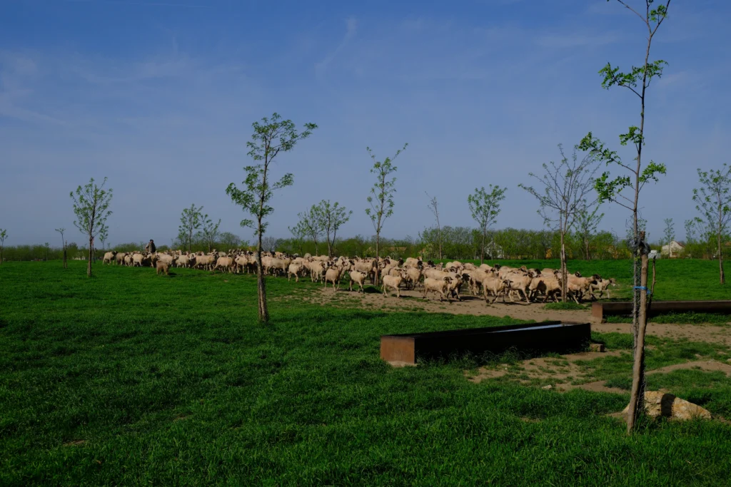 Vulcan Ion, crescător de animale