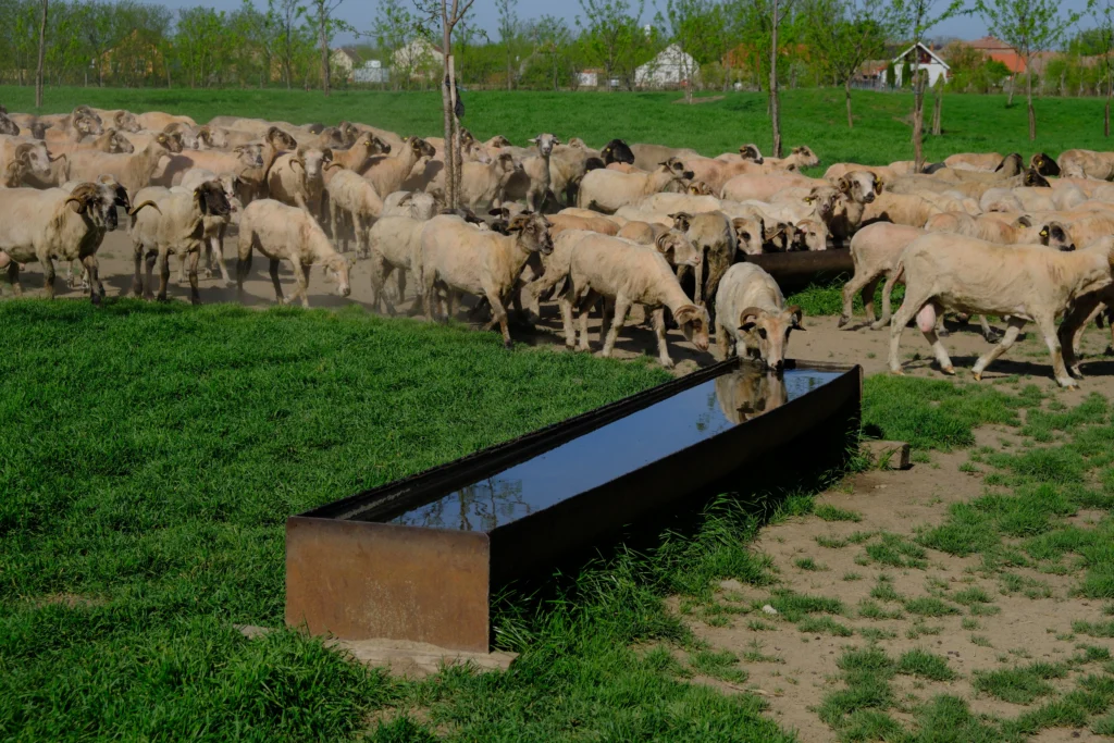 Vulcan Ion, crescător de animale