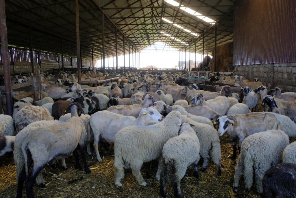 Vulcan Ion, crescător de animale