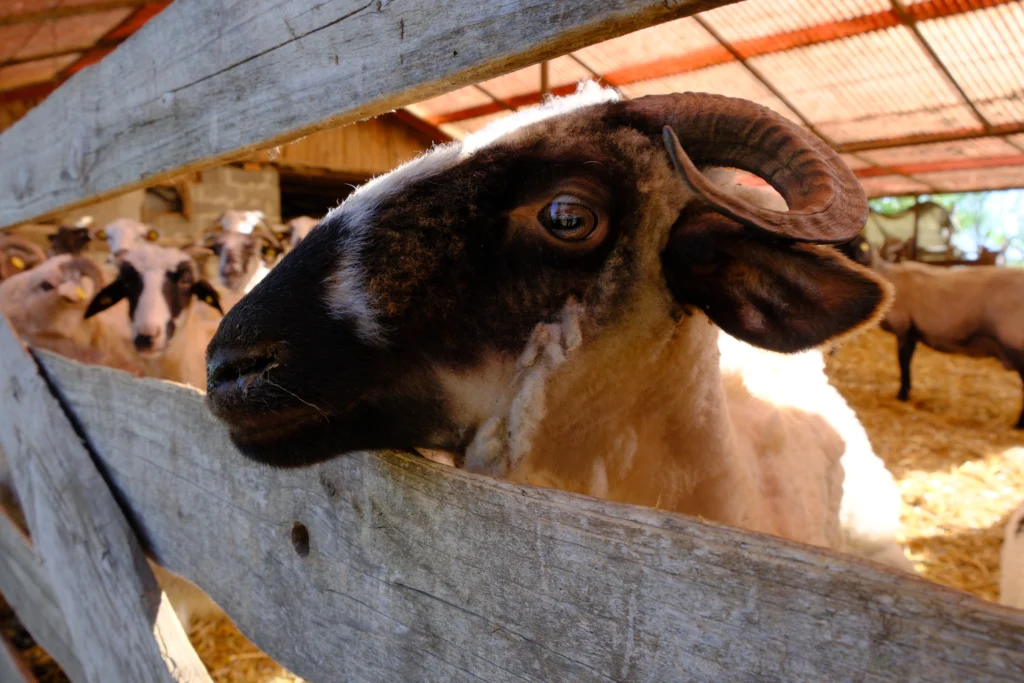 Vulcan Ion, crescător de animale