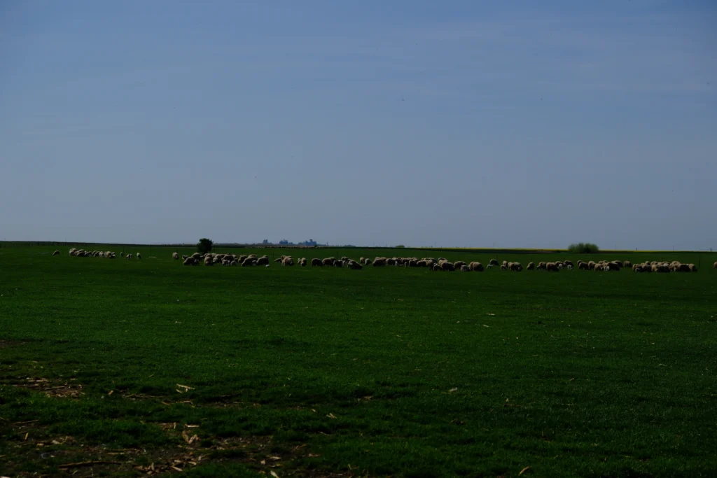 Dobrotă Costică, crescător de oi