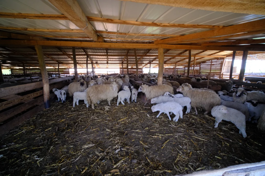 Dobrotă Costică, crescător de oi