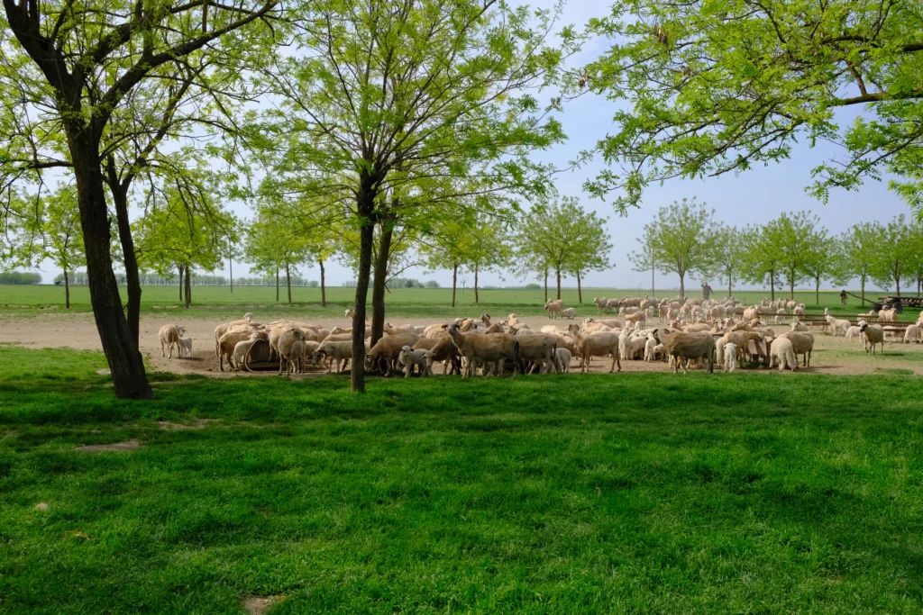 Hapău Otilia, crescătoare de animale