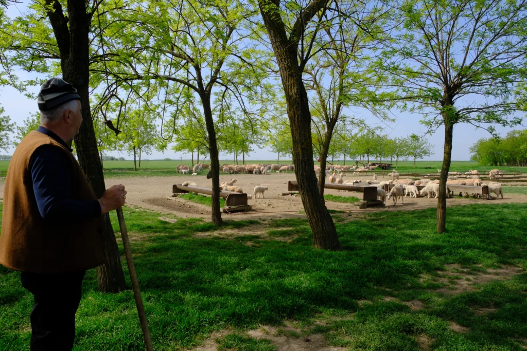 Hapău Otilia, crescătoare de animale