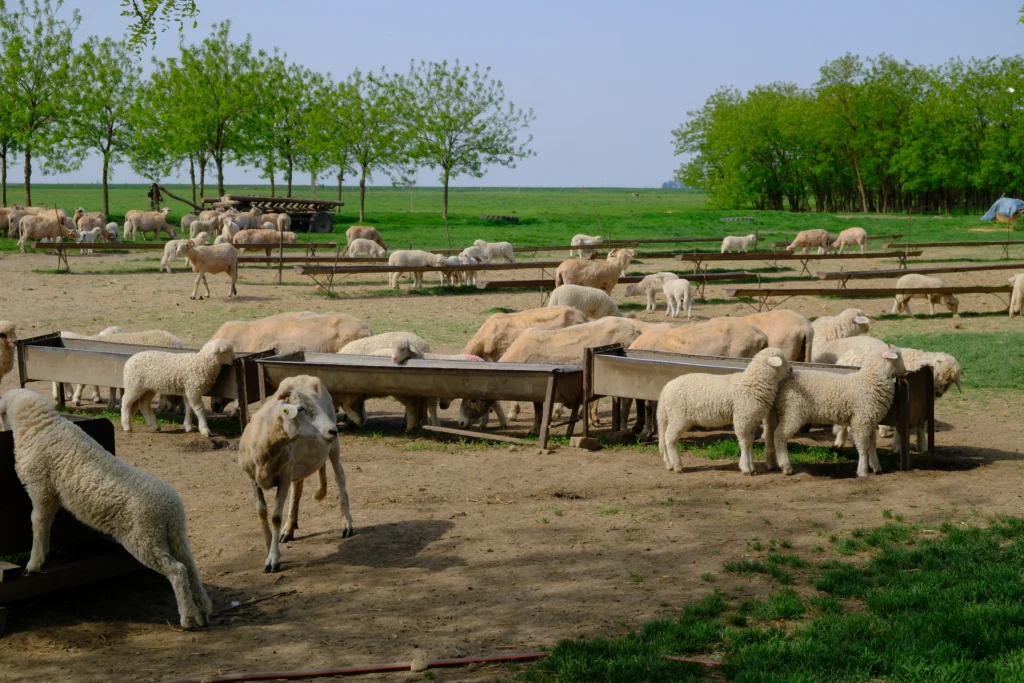 Hapău Otilia, crescătoare de animale