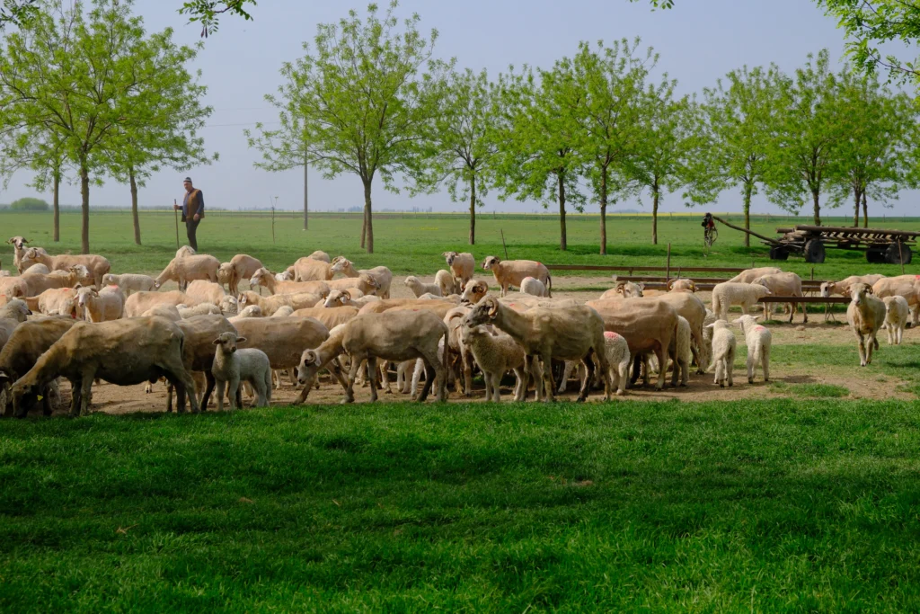 Hapău Otilia, crescătoare de animale