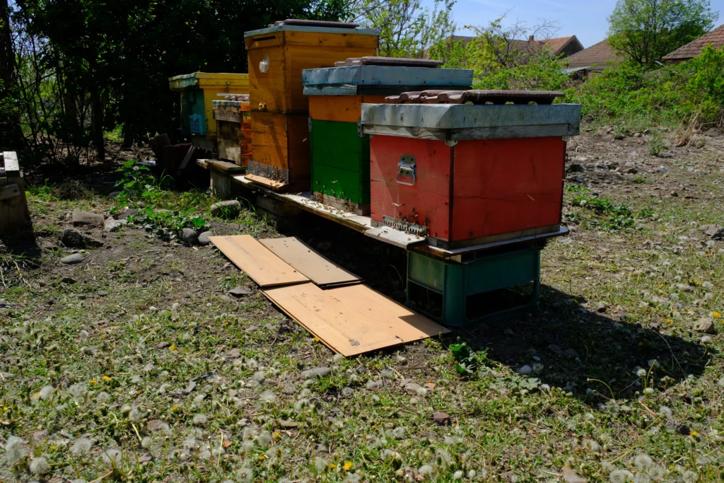 Buzdugan Năstare, apicultor