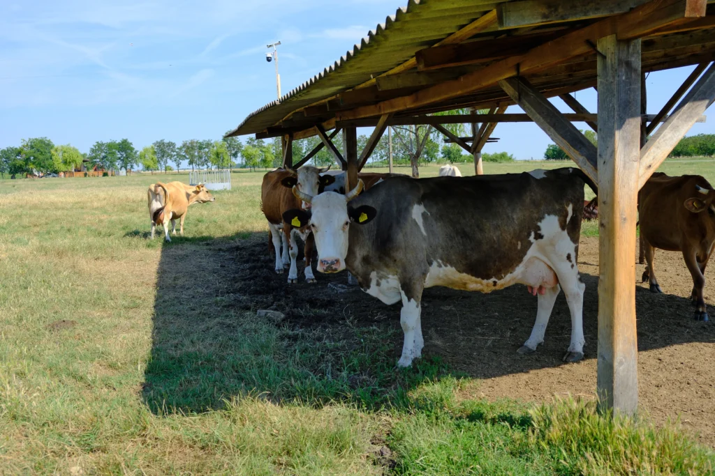 Hotea Petru, producător produse lactate