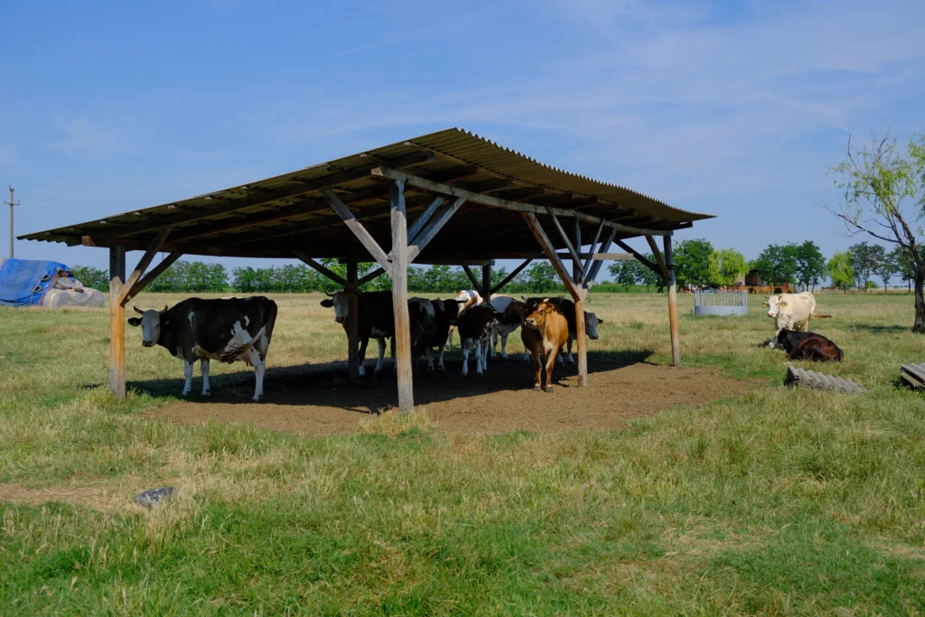 Hotea Petru, producător produse lactate