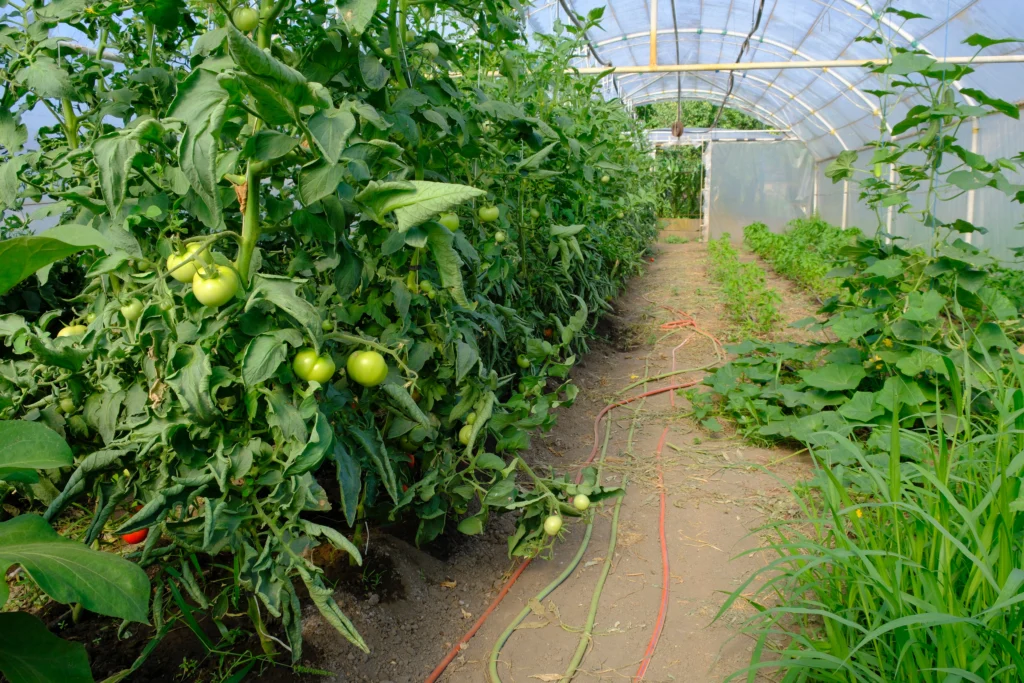 Busuioc Alexandra, cultivator legume