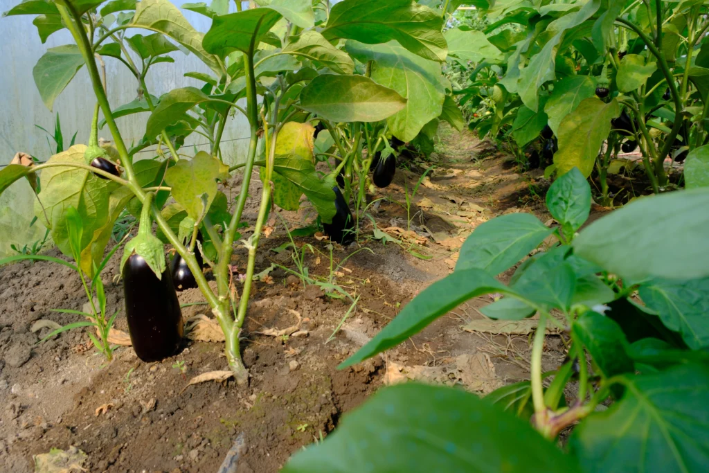 Busuioc Alexandra, cultivator legume