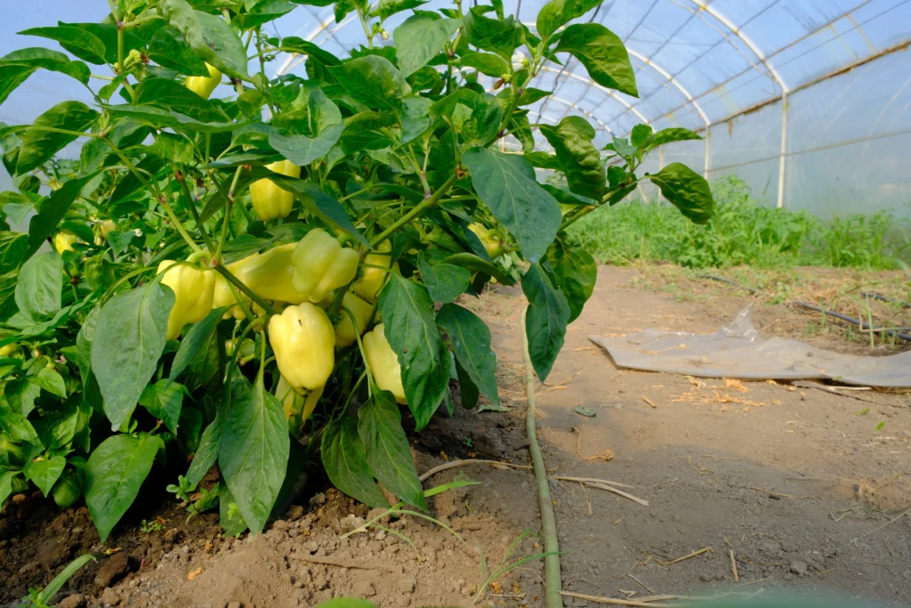 Busuioc Alexandra, cultivator legume