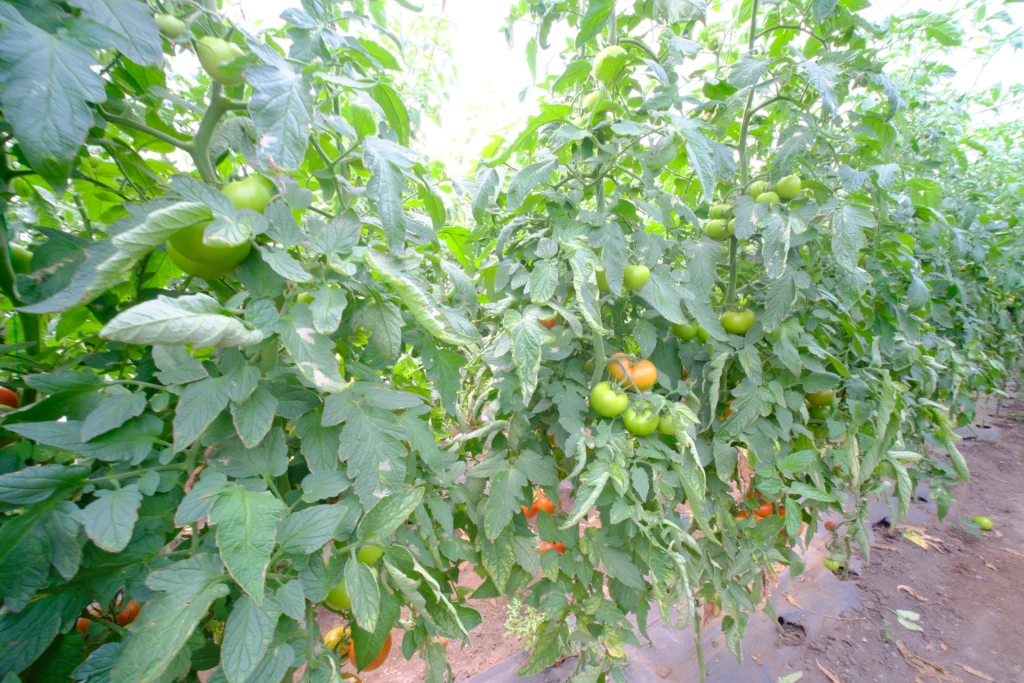 Mondovics Veronica, producător legume