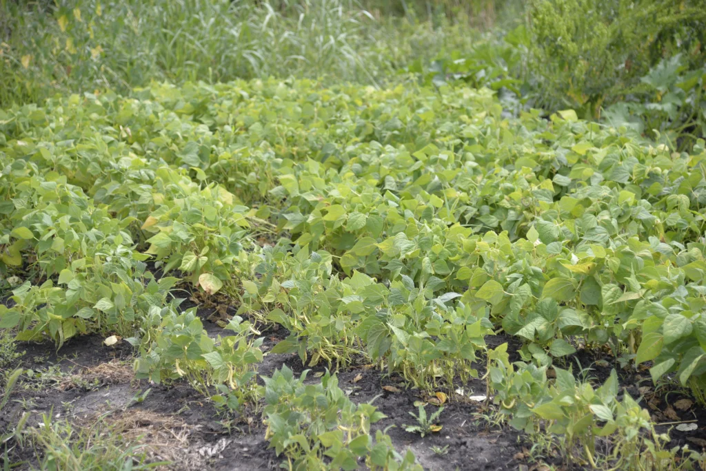 Mondovics Veronica, producător legume