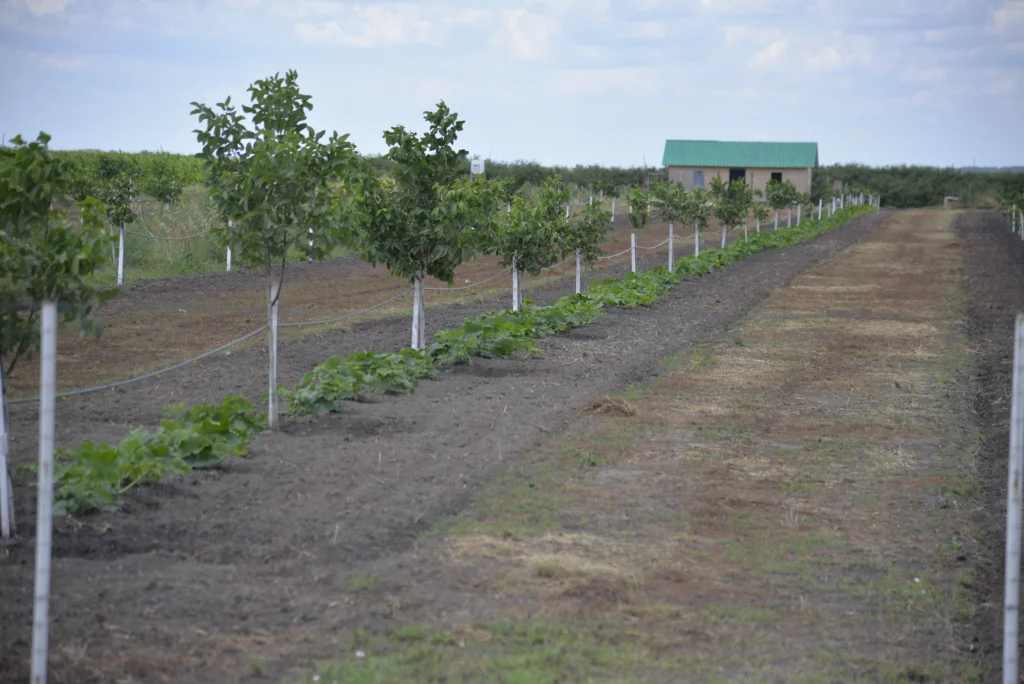Veja Daniel, producător agricol