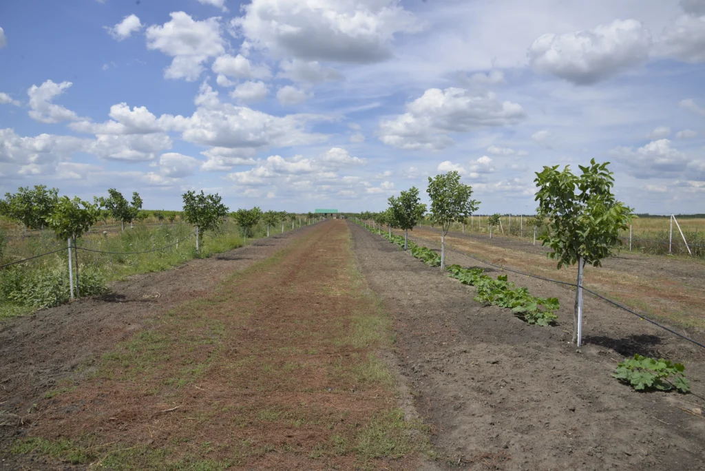 Veja Daniel, producător agricol