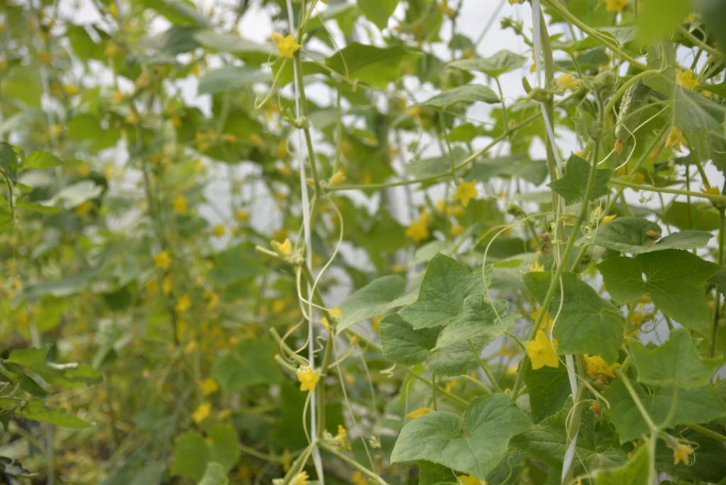 Ciuta Eva, producător legume
