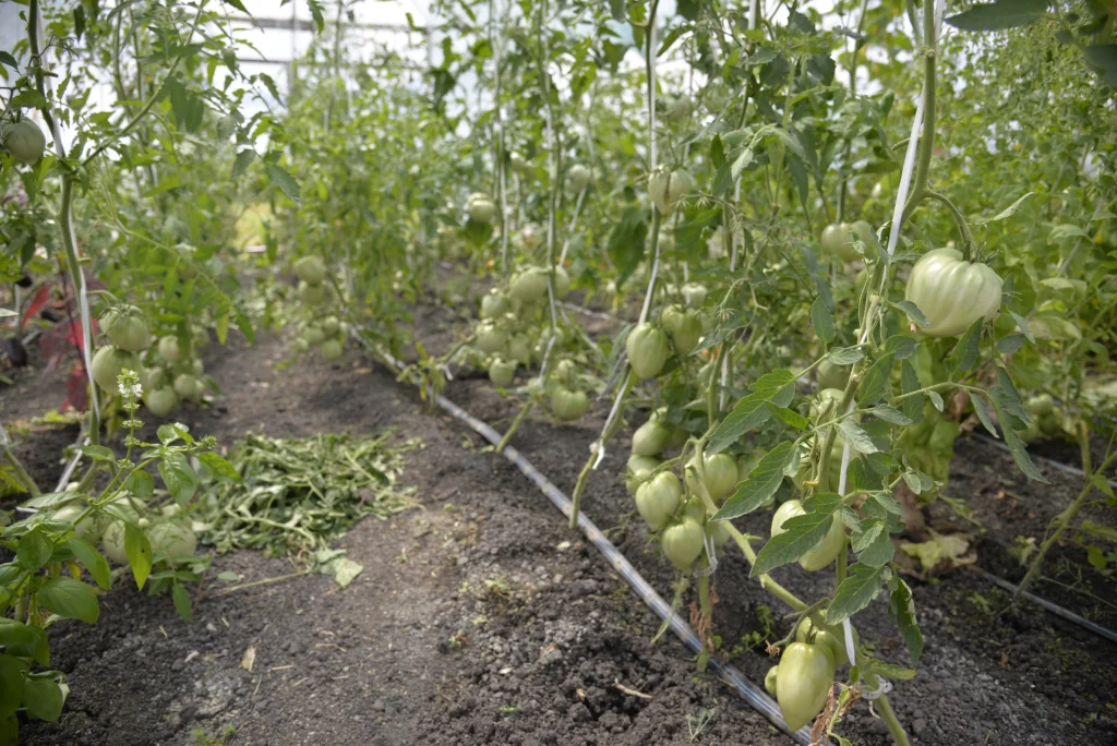 Ciuta Eva, producător legume