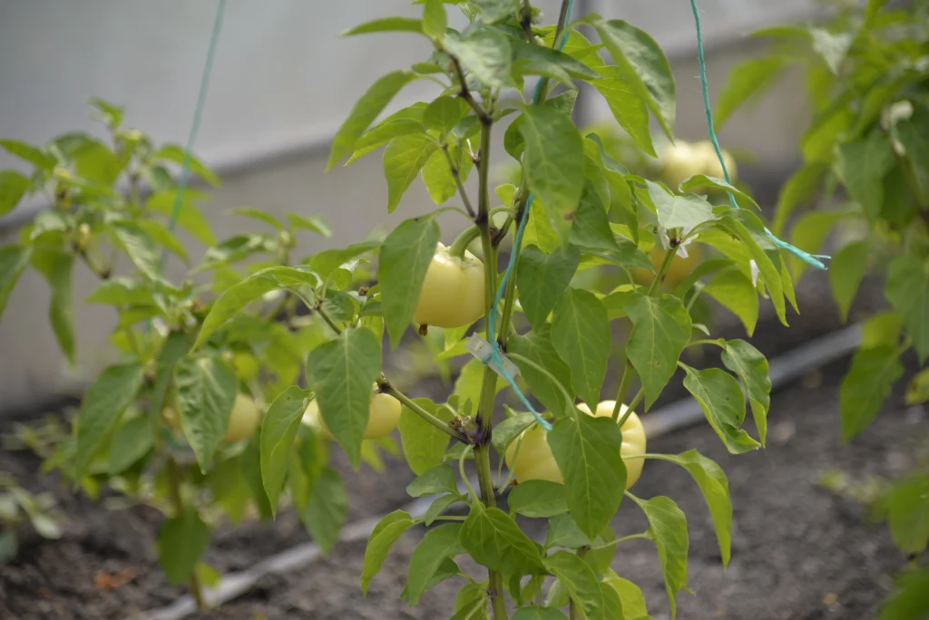 Ciuta Eva, producător legume