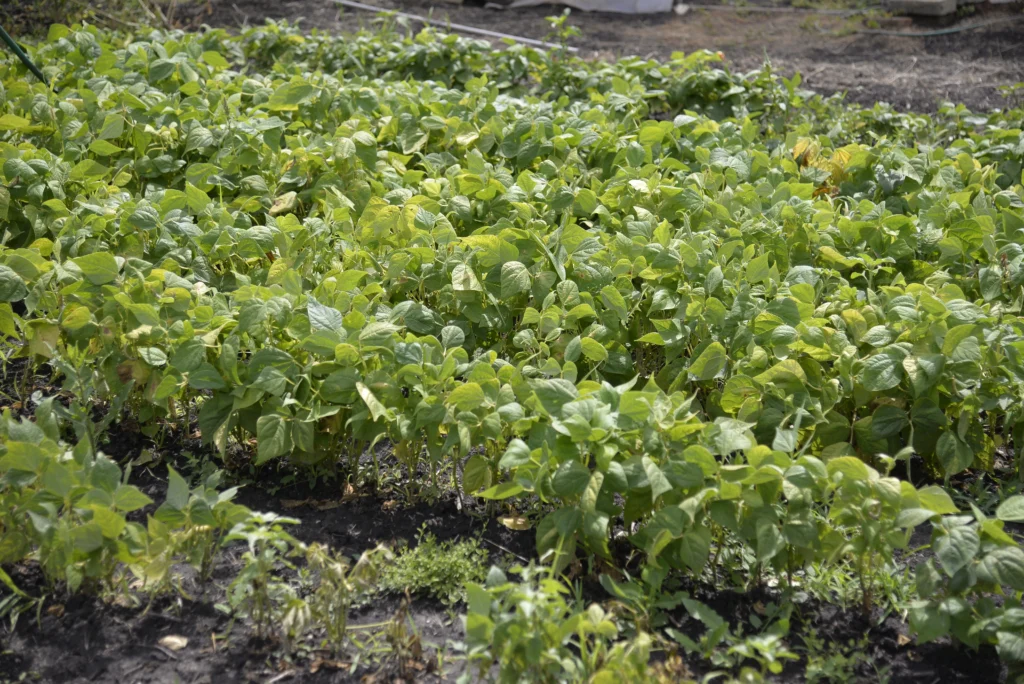 Ciuta Eva, producător legume
