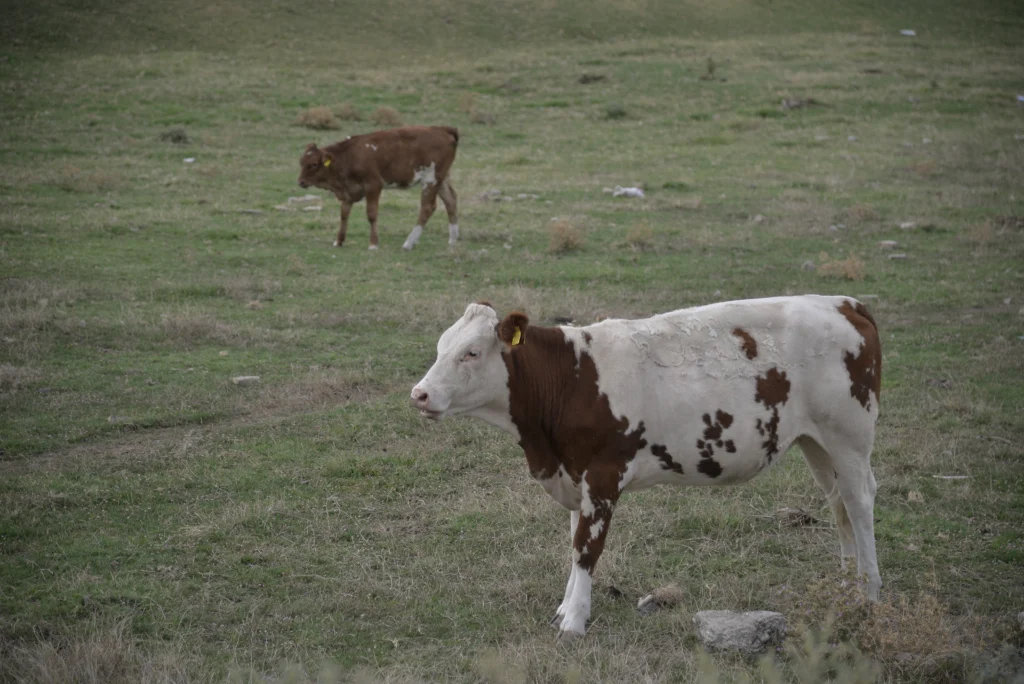 Fintea Ghiță Claudiu, crescător de animale