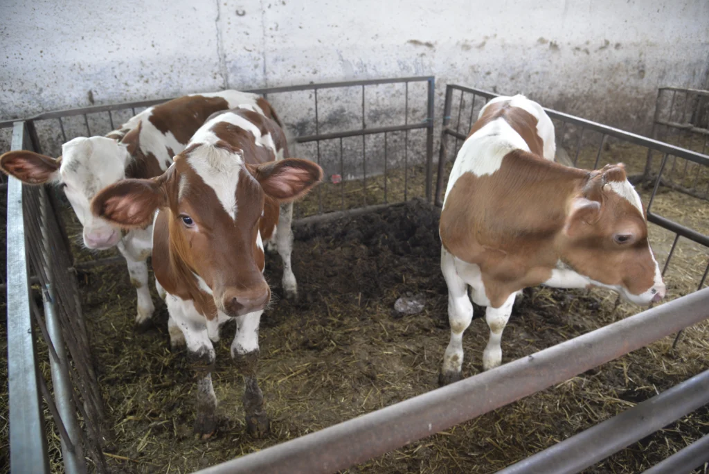 Fintea Ghiță Claudiu, crescător de animale