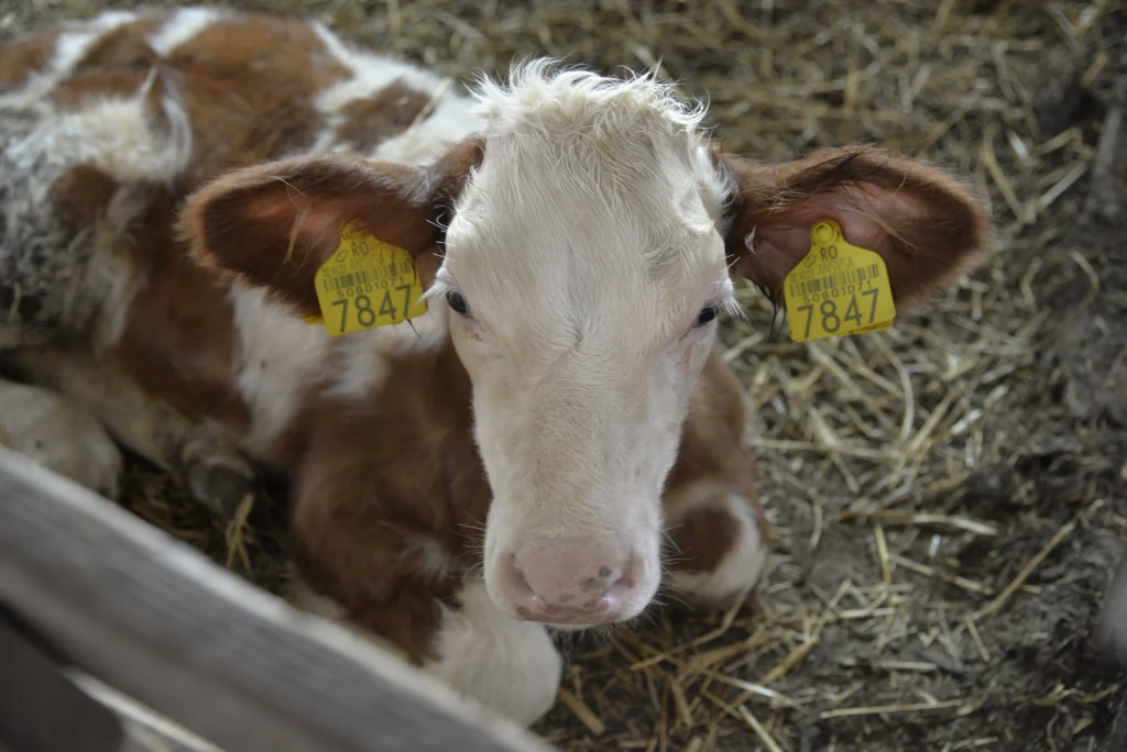 Fintea Ghiță Claudiu, crescător de animale