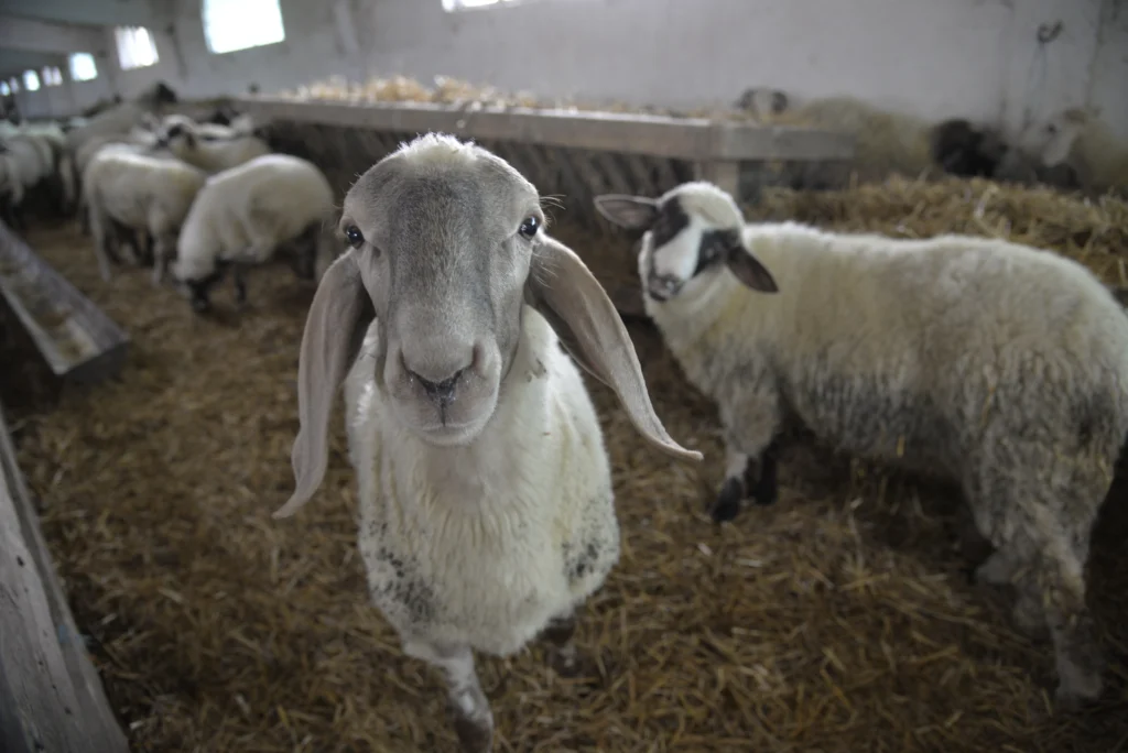 Fintea Ghiță Claudiu, crescător de animale