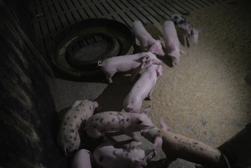 Fintea Ghiță Claudiu, crescător de animale