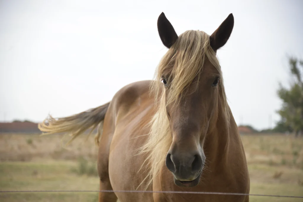 Fintea Ghiță Claudiu, crescător de animale