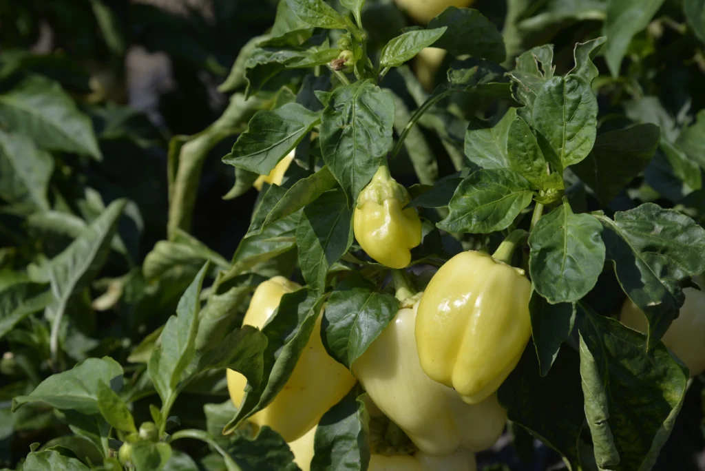 Ghițan Abel, producător legume