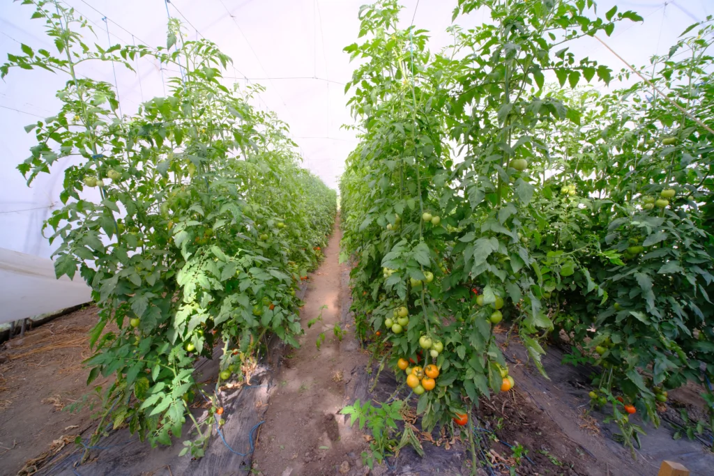 Kiss Marius, producător agricol