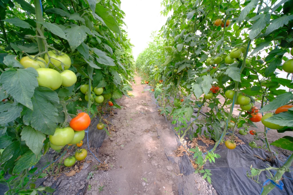 Kiss Marius, producător agricol