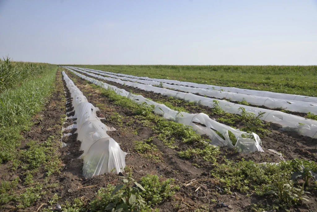 Popa Paula Iosana, producător agricol