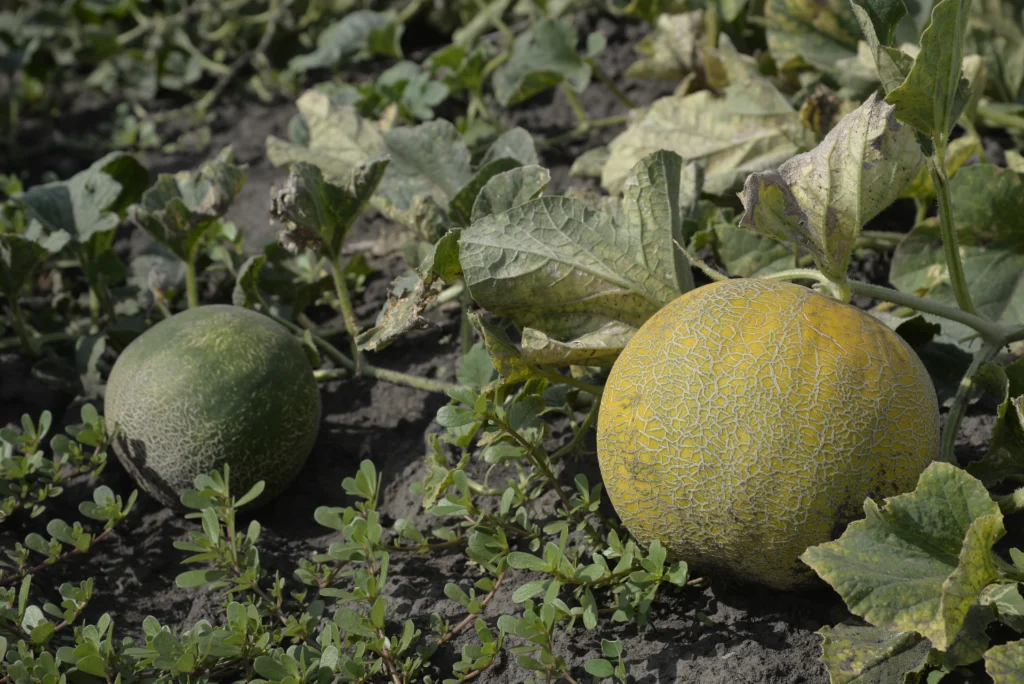 Boldica Robert-Alin, agricultor