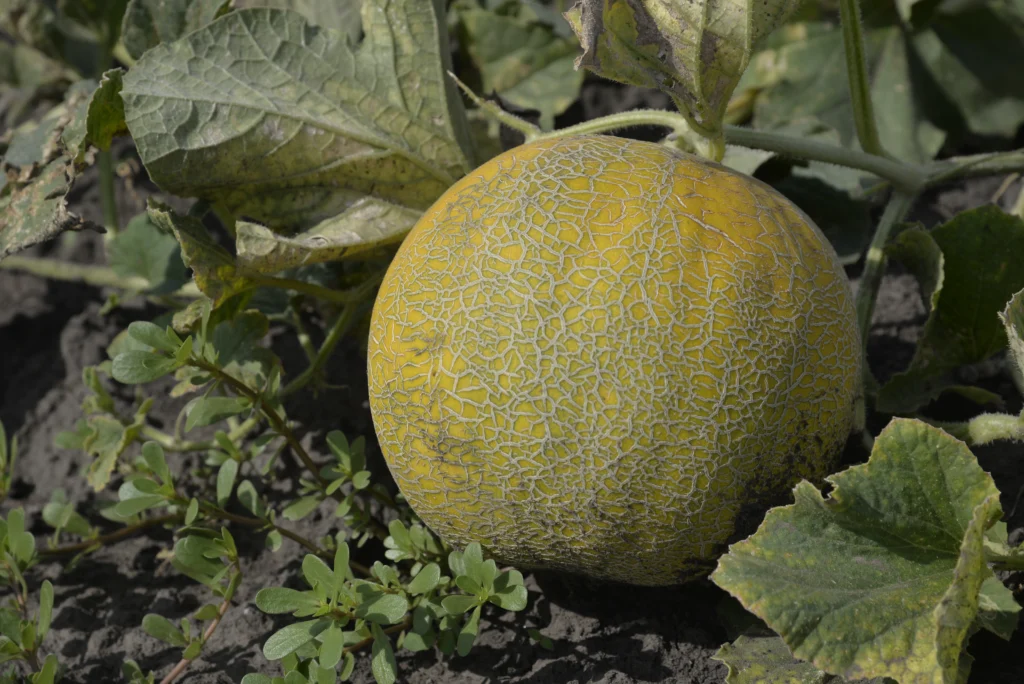 Boldica Robert-Alin, agricultor