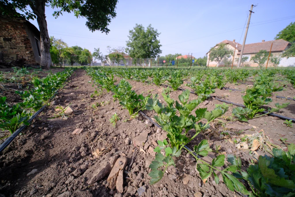 Tîrnovan Lenuța Adelina, cultivatoare de legume
