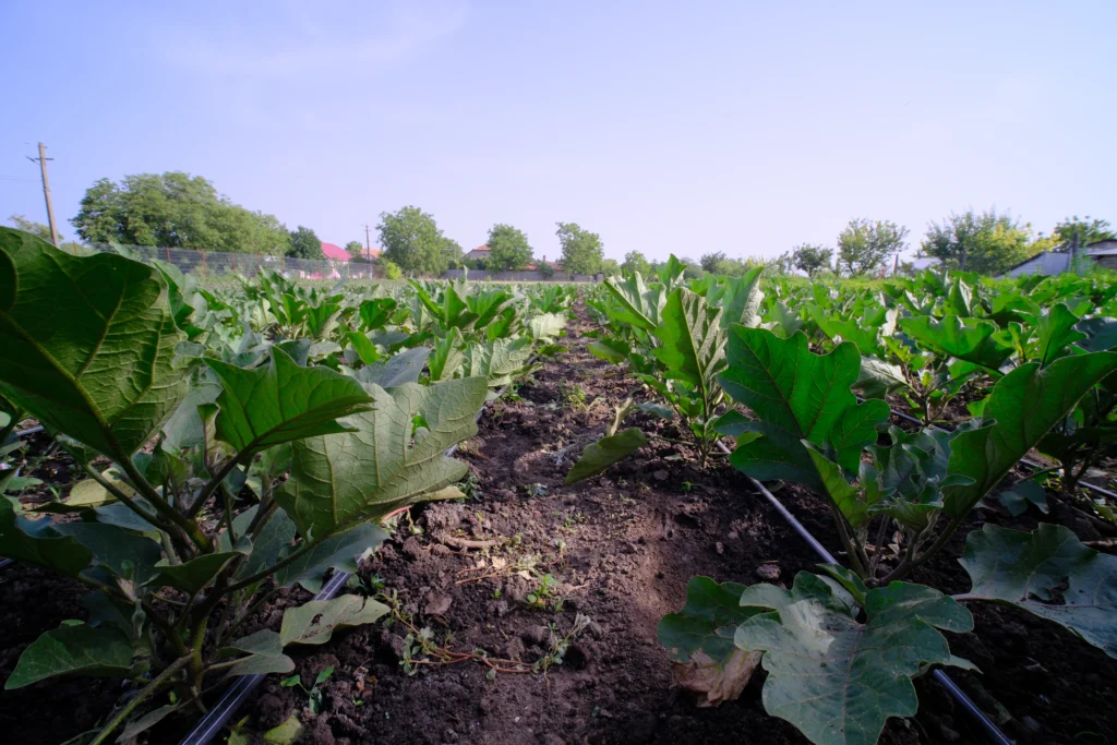 Tîrnovan Lenuța Adelina, cultivatoare de legume