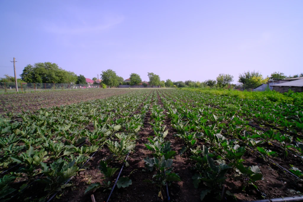 Tîrnovan Lenuța Adelina, cultivatoare de legume