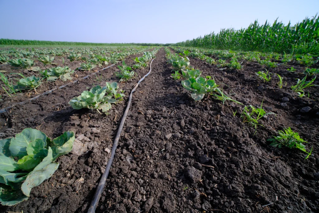 Tîrnovan Lenuța Adelina, cultivatoare de legume