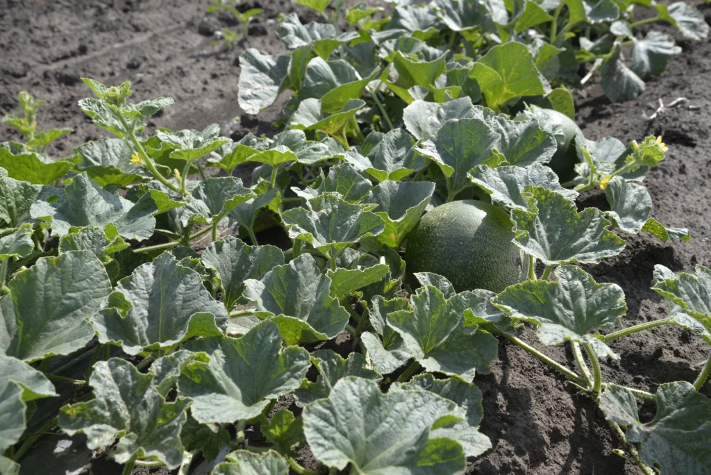 Cerba Cristina, producător agricol